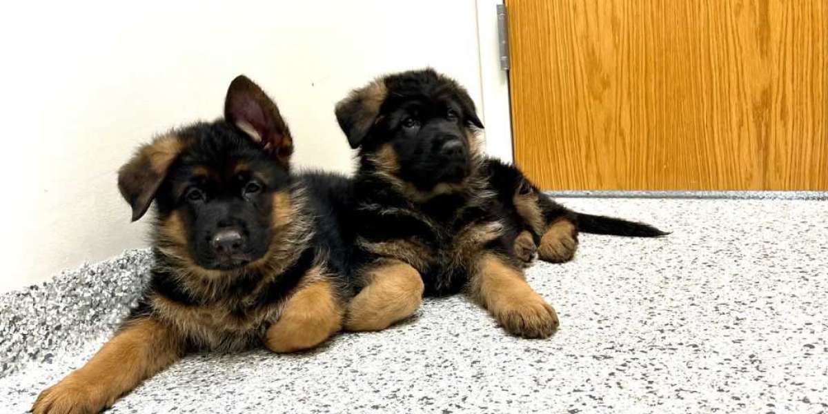 Schäferhund Welpen in Österreich kaufen: Ein umfassender Leitfaden