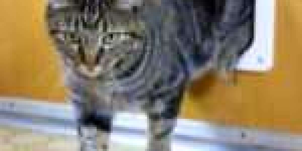 A Step-By Step Guide To Cat Access Door Installer